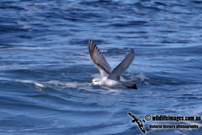 Fulmar Prion a9876.jpg