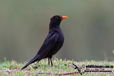 Common Blackbird 2315.jpg