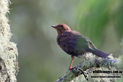 Common Blackbird 5015.jpg