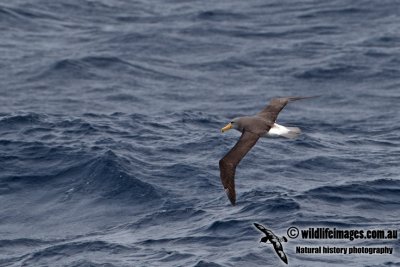Chatham Island Albatross a9001.jpg