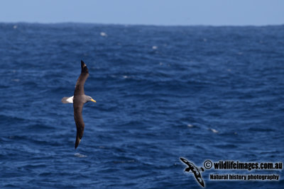 Chatham Island Albatross a9252.jpg