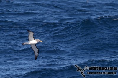 Chatham Island Albatross a9254.jpg