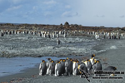 King Penguin a2658.jpg