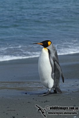 King Penguin a2683.jpg