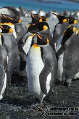 King Penguin a9773.jpg