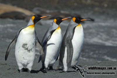 King Penguin a9828.jpg