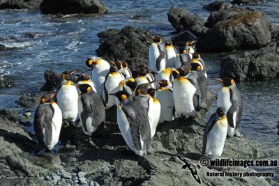 King Penguin a9839.jpg