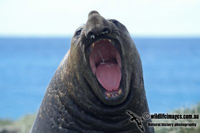 Southern Elephant Seal a2539.jpg