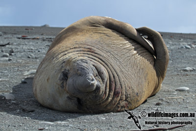 Southern Elephant Seal a2562.jpg