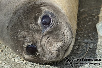 Southern Elephant Seal a2581.jpg