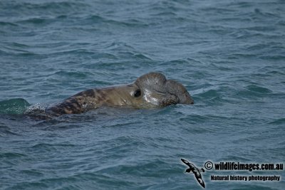 Southern Elephant Seal a2632.jpg