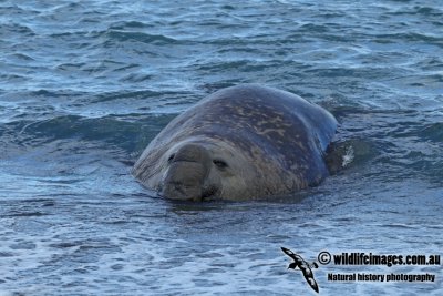 Southern Elephant Seal a2651.jpg