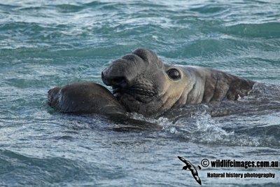 Southern Elephant Seal a2811.jpg