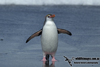 Royal Penguin a2705.jpg