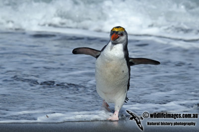 Royal Penguin a2706.jpg