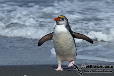 Royal Penguin a2707.jpg