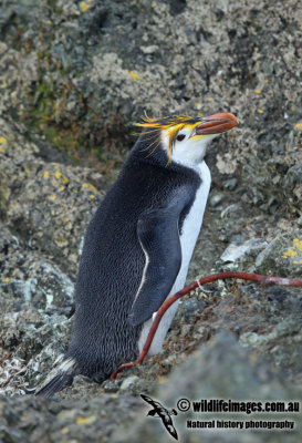 Royal Penguin a2765.jpg