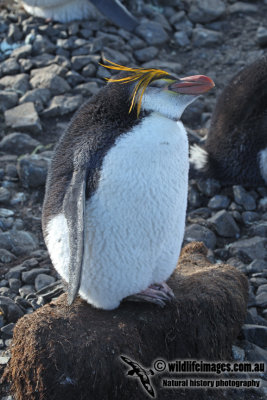 Royal Penguin a2889.jpg