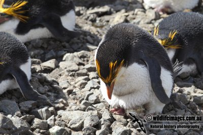 Royal Penguin a9739.jpg