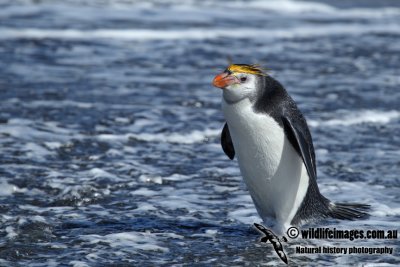 Royal Penguin a9783.jpg