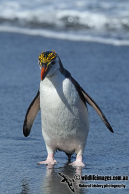 Royal Penguin a9794.jpg