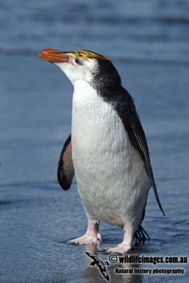 Royal Penguin a9799.jpg