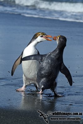 Royal Penguin a9801.jpg