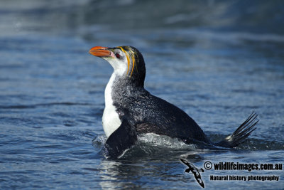 Royal Penguin a9809.jpg