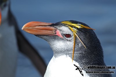 Royal Penguin a9813.jpg