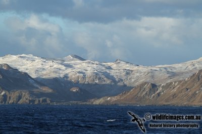 Macquarie Island a2283.jpg