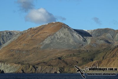 Macquarie Island a2321.jpg