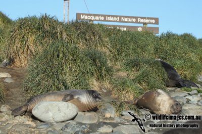 Macquarie Island a2327.jpg