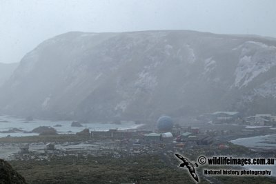 Macquarie Island a2454.jpg