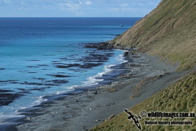 Macquarie Island a2459.jpg