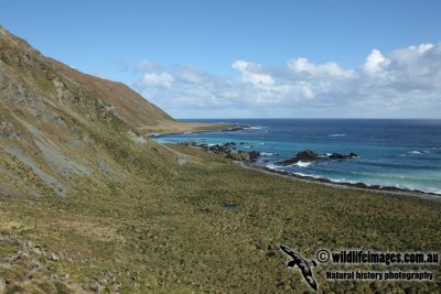 Macquarie Island a2461.jpg