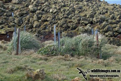 Macquarie Island a9733.jpg