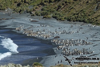 Macquarie Island a9752.jpg