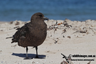 Southern Skua a1663.jpg