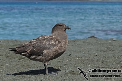 Southern Skua a2604.jpg