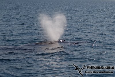 Humpback Whale a4460.jpg