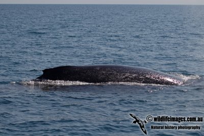 Humpback Whale a4469.jpg