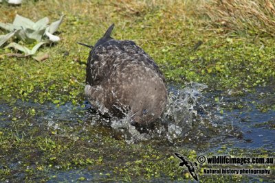 Southern Skua a9756.jpg