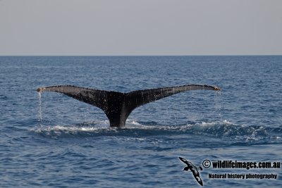 Humpback Whale a4578.jpg