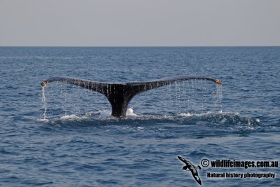 Humpback Whale a4579.jpg