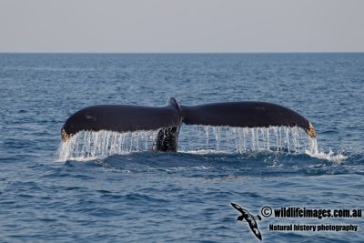 Humpback Whale a4580.jpg