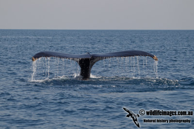 Humpback Whale a4582.jpg