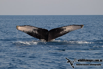 Humpback Whale a4583.jpg