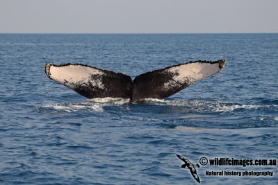 Humpback Whale a4585.jpg