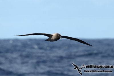 Light-mantled Sooty Albatross a2265.jpg