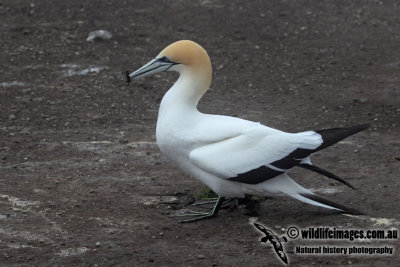 Australasian Gannet a5870.jpg